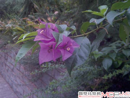 天语W700：微距还不错，可以在很近的距离下对焦成功。
